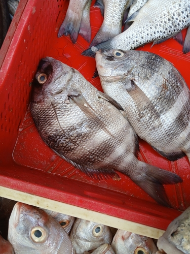 Diplodus cervinus