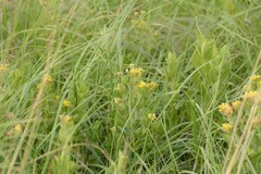 Pearsonia cajanifolia