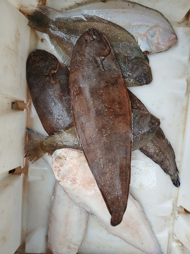 Dagetichthys lusitanicus