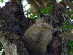 Lepilemur randrianasoloi