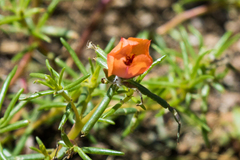 Portulaca suffrutescens
