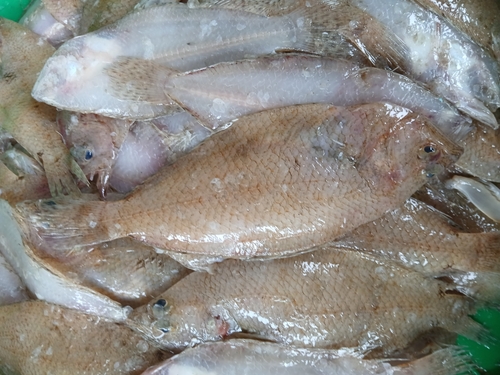 Citharus linguatula