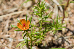 Portulaca suffrutescens