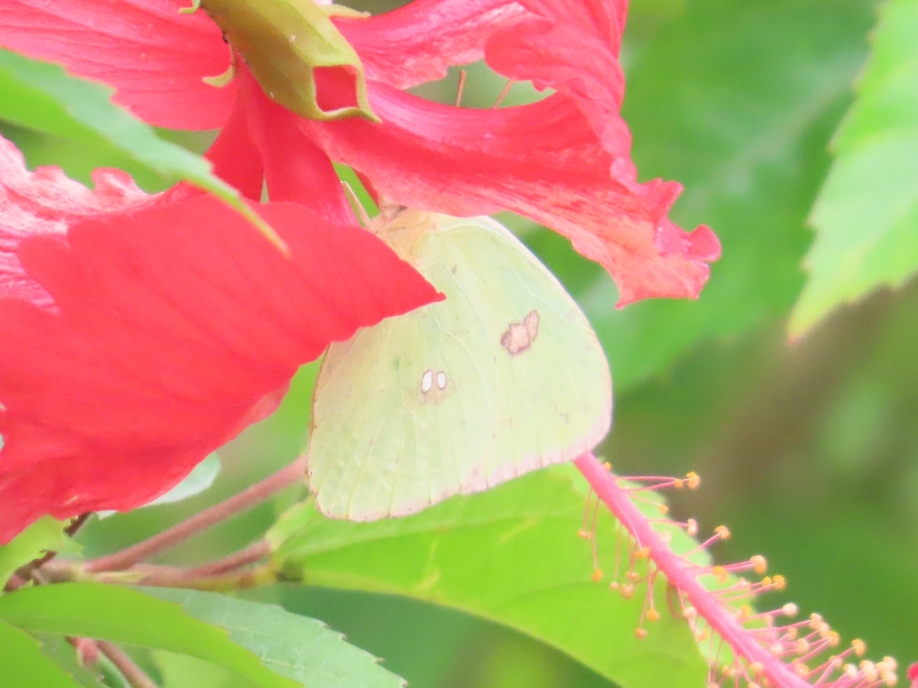 Edith's Sulphur