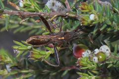 Mirperus jaculus