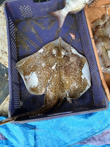 Raja brachyura