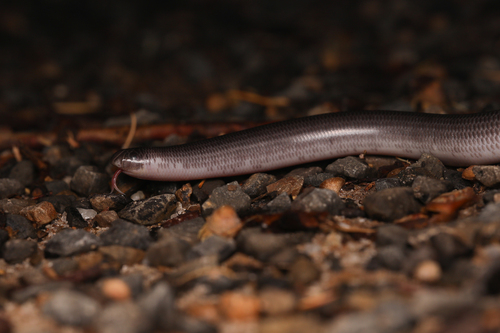 Dark-spined Blind Snake sighting
