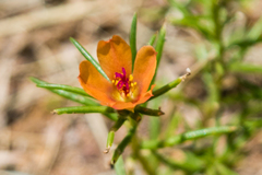 Portulaca suffrutescens