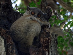 Lepilemur randrianasoloi
