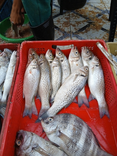 Dicentrarchus punctatus