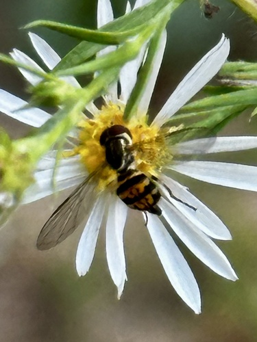 Unknown species found near Goshen Swainton Rd, Cape May Court House, NJ, US