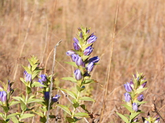 Gentiana spathacea