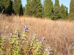 Gentiana spathacea