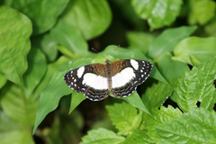 Janatella leucodesma