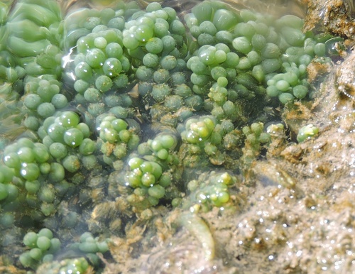 Caulerpa lentillifera