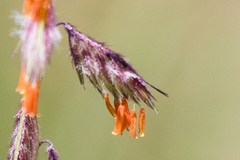 Bouteloua chondrosioides