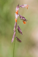 Bouteloua chondrosioides