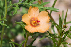 Portulaca suffrutescens