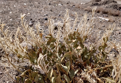 Christolea crassifolia