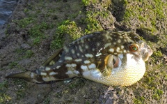 Chelonodontops patoca