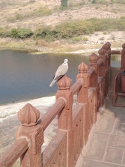 Streptopelia decaocto