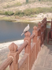 Streptopelia decaocto