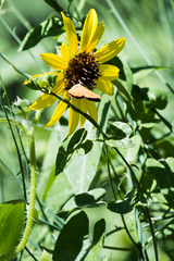 Helianthus nuttallii