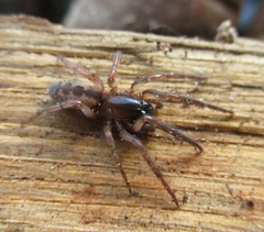 Segestria senoculata