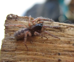 Segestria senoculata