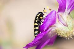 Acmaeodera alicia