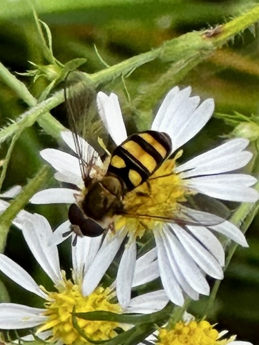 Unknown species found near Goshen Swainton Rd, Cape May Court House, NJ, US