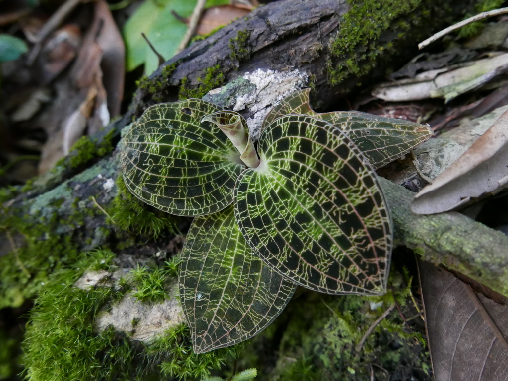 Dossinia marmorata (Dossinia marmorata)