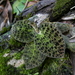 Dossinia marmorata - Photo (c) chipmunk_1,  זכויות יוצרים חלקיות (CC BY-SA)