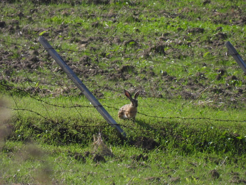Apennine Hare, Sicily, IT, photo 10 of 10