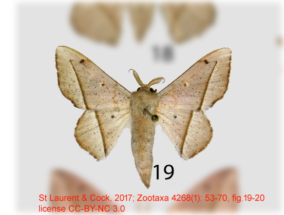Druentica patawa