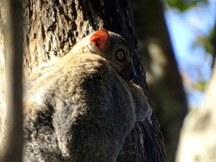 Lepilemur randrianasoloi
