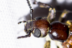 Epicauta ochrea