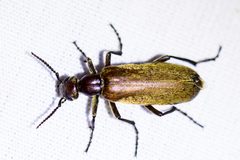 Epicauta ochrea