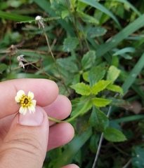 Tridax procumbens image
