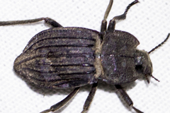 Pelecyphorus liratus