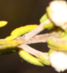 Phylica rogersii