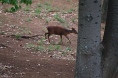 Cephalophorus natalensis