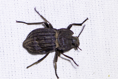 Pelecyphorus liratus