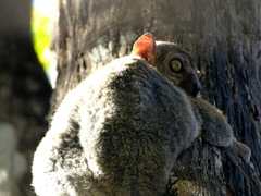 Lepilemur randrianasoloi