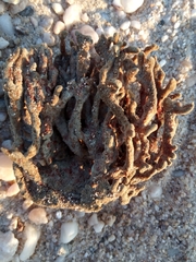 Clathria prolifera