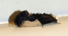Monopis monachella
