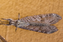 Vella fallax