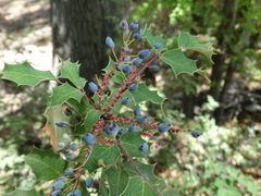 Berberis wilcoxii