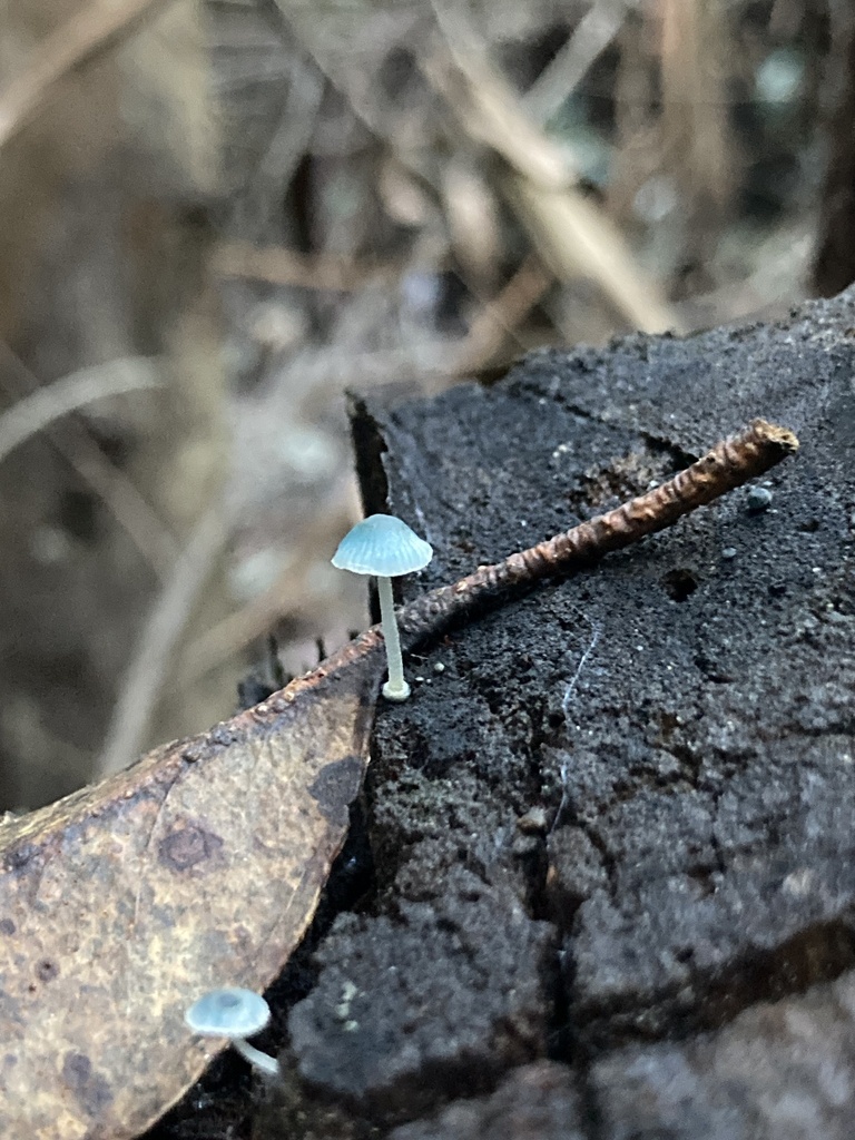 Mycena cyanocephala · June 2025 · photo: © soldemarmaulina (iNaturalist, cc-by)