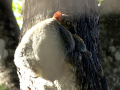 Lepilemur randrianasoloi